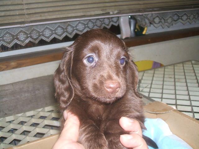 ミニチュアダックスフンド