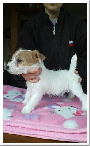 ジャックラッセルテリア