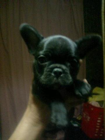 フレンチブルドッグ