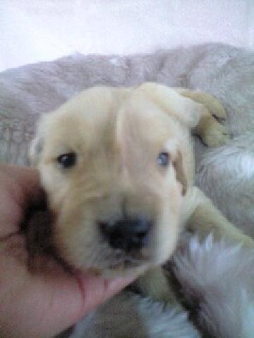 ゴールデンレトリーバー