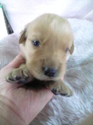 ゴールデンレトリーバー