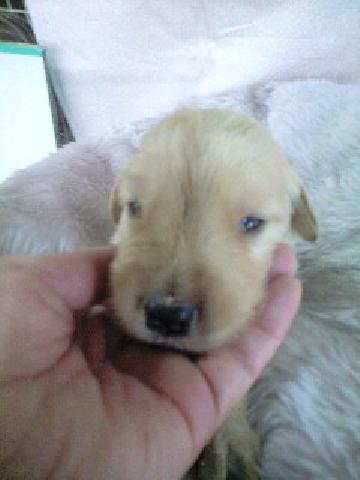 ゴールデンレトリーバー