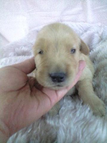 ゴールデンレトリーバー