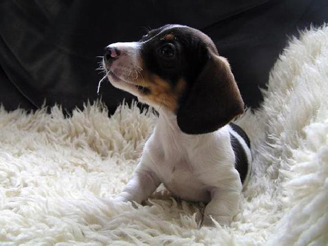 ミニチュアダックスフンド