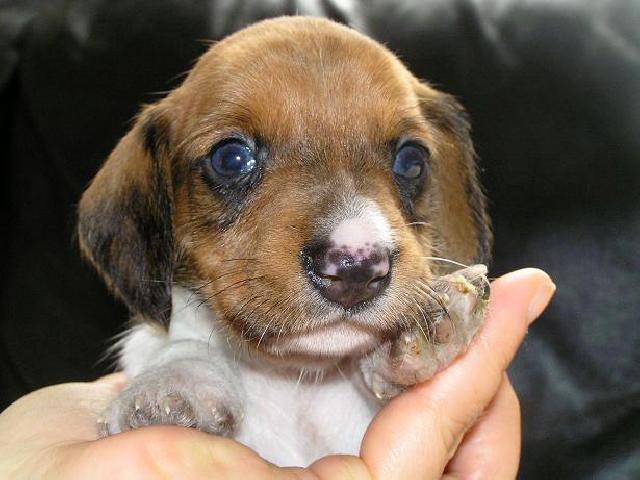 ミニチュアダックスフンド