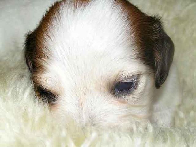 ミニチュアダックスフンド