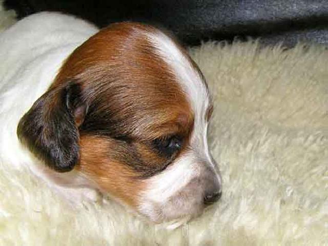 ミニチュアダックスフンド