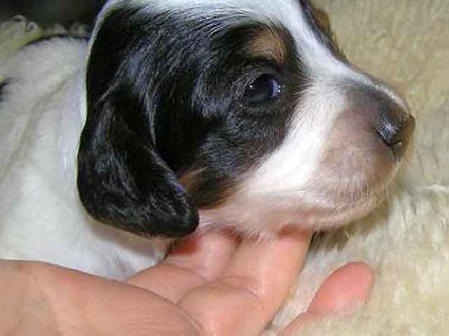 ミニチュアダックスフンド