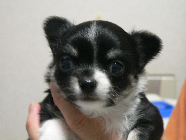 チワワ(ロングコート)