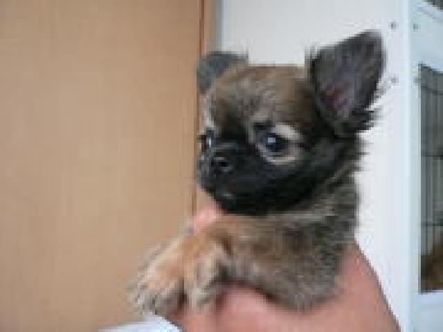 チワワ(ロングコート)