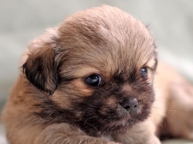 チベタンスパニエル