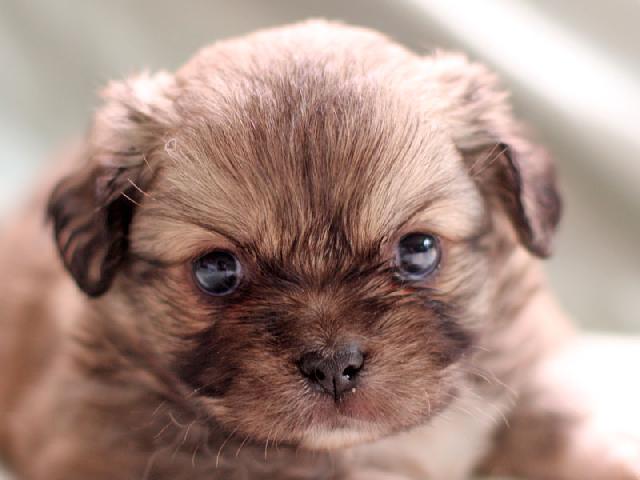 チベタンスパニエル