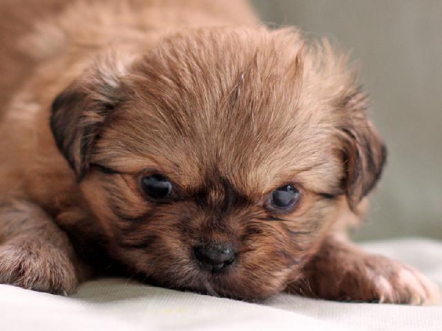 チベタンスパニエル