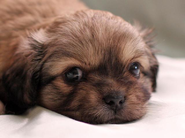 チベタンスパニエル