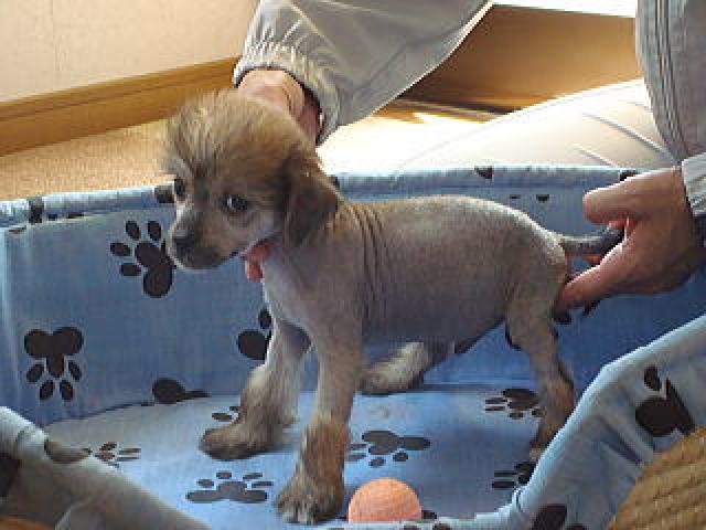 チャイニーズクレステッドドッグ