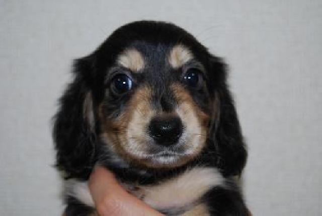 ミニチュアダックスフンド