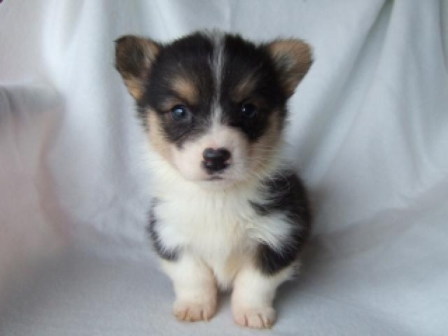 ウェルシュコーギーペンブローク