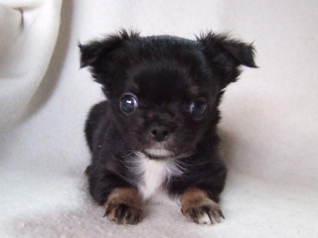 チワワ(ロングコート)