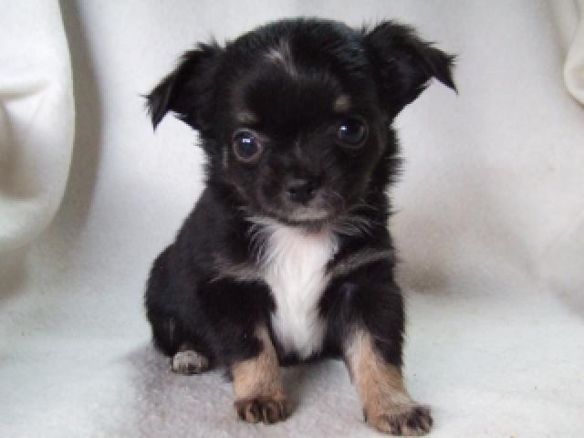 チワワ（ロングコート）