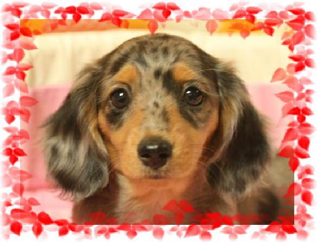 ミニチュアダックスフンド