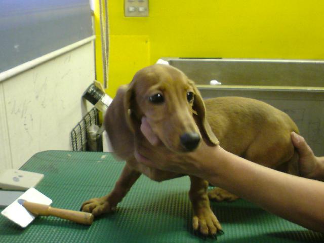 ミニチュアダックスフンドスムース