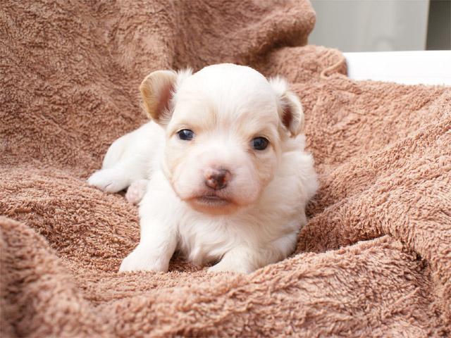 チワワ（ロングコート）