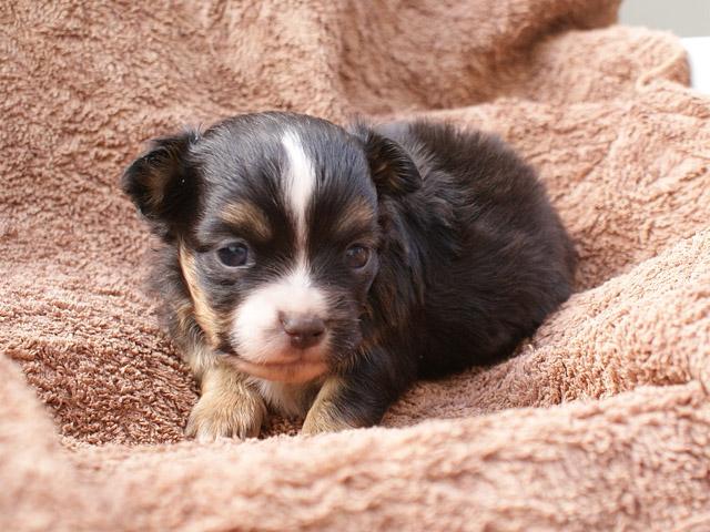 チワワ（ロングコート）