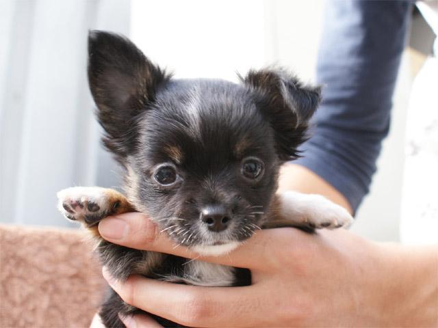 チワワ(ロングコート)