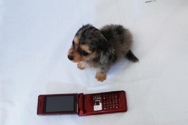 ミニチュアダックスフンド