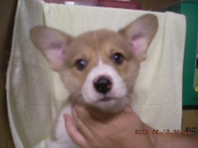 ウェルシュコーギーペンブローク