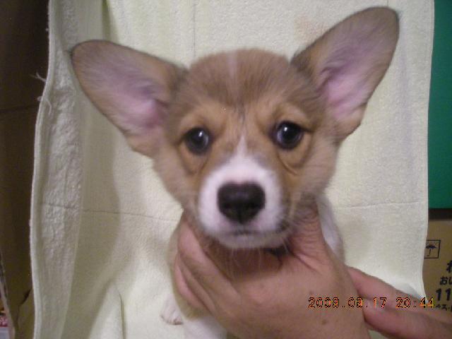 ウェルシュコーギーペンブローク