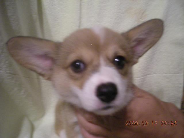 ウェルシュコーギーペンブローク