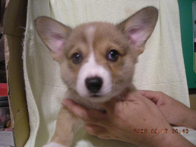 ウェルシュコーギーペンブローク