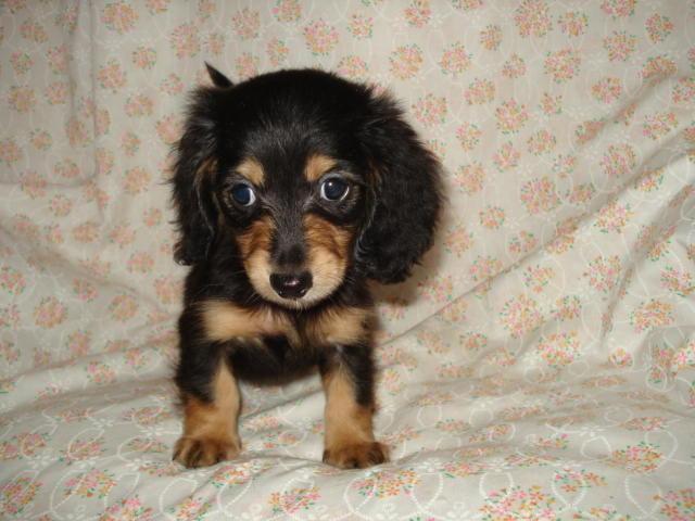 ミニチュアダックスフンド