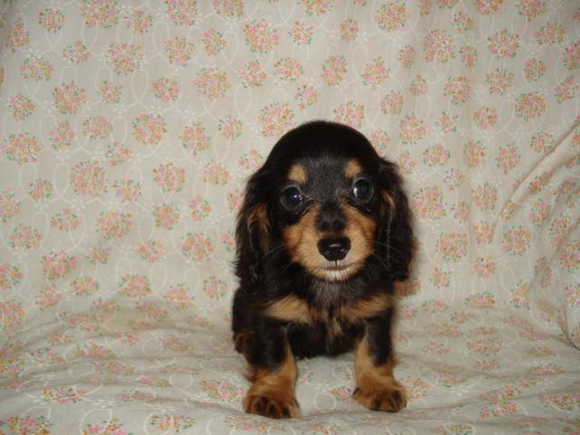 ミニチュアダックスフンド