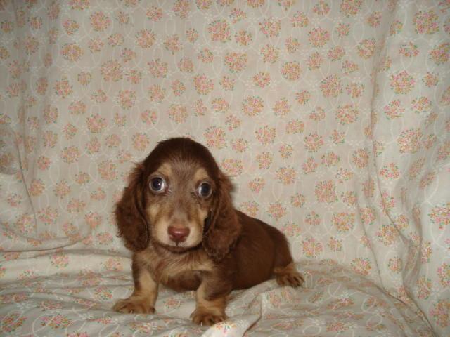 ミニチュアダックスフンド