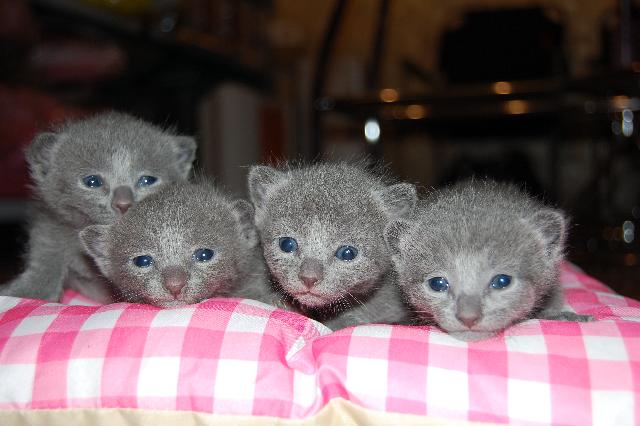 ロシアンブルー