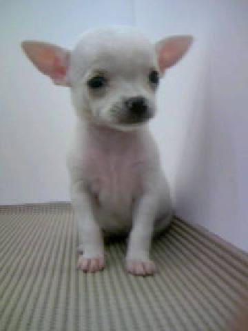 チワワ（スムースコート）