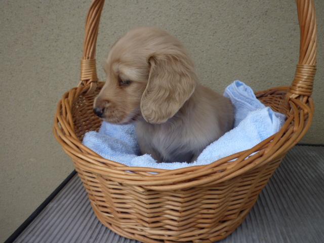 ミニチュアダックスフンド