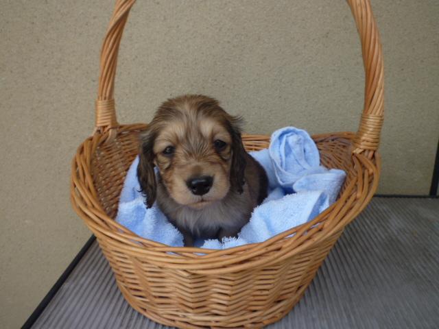 ミニチュアダックスフンド