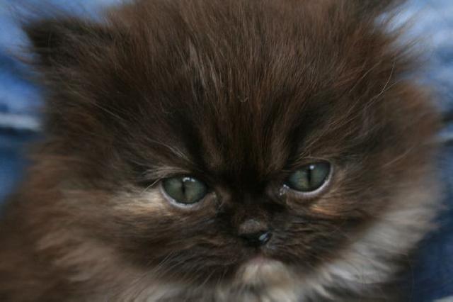 ペルシャ・ヒマラヤン