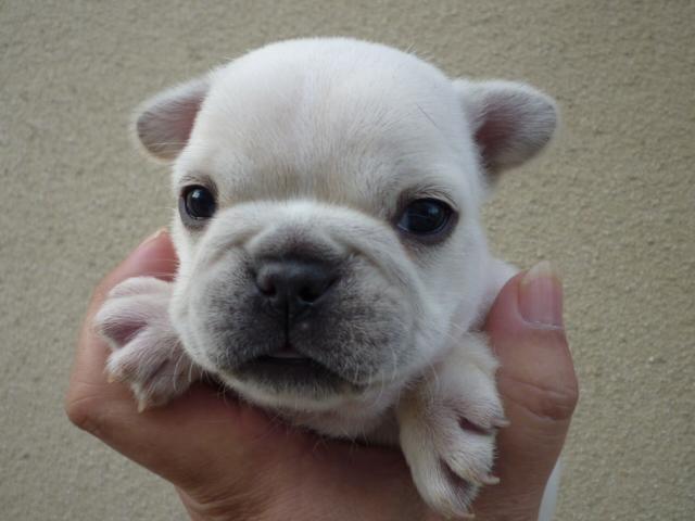 フレンチブルドッグ