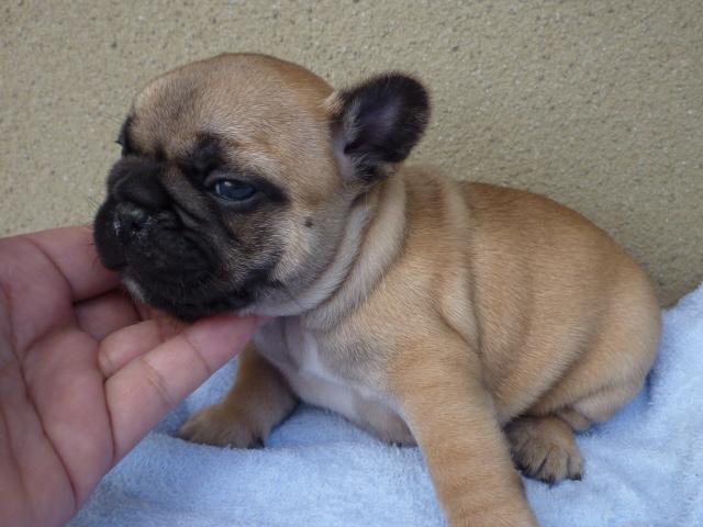 フレンチブルドッグ