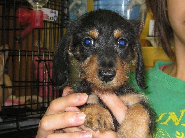 ミニチュアダックスフンド