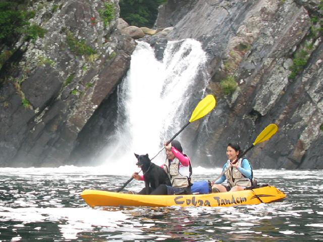 屋久島救助犬協会・犬の繁殖、里親様募集