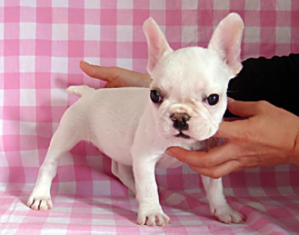 フレンチブルドッグ