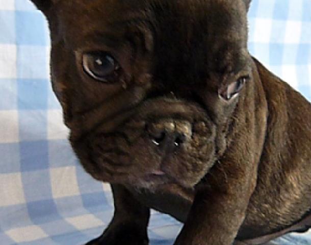 フレンチブルドッグ