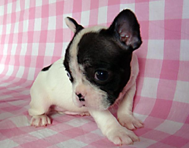 フレンチブルドッグ