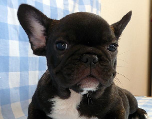 フレンチブルドッグ
