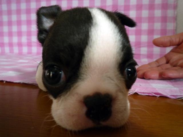 ボストンテリア